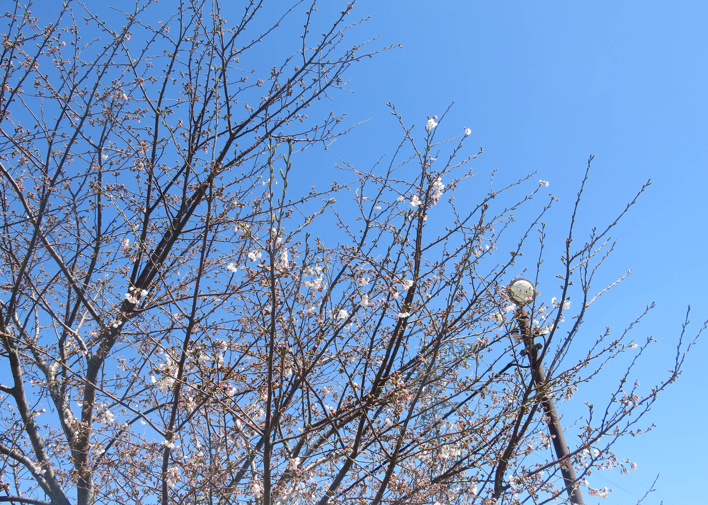 丸富製紙入社式2019桜